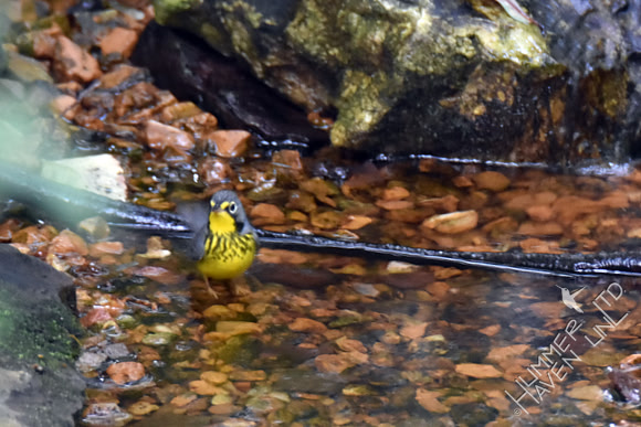 Canada Warbler 9-5-17 at 7:06 am