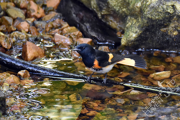 American Redstart 9-6-17