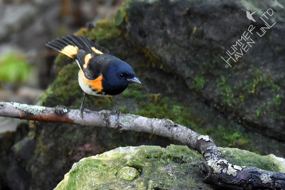 American Redstart 9-6-17