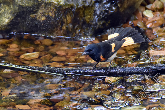 American Redstart 9-6-17