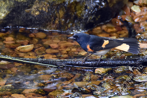 American Redstart 9-6-17