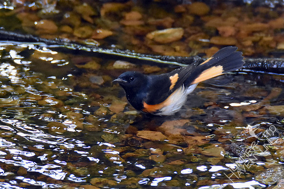 American Redstart 9-6-17