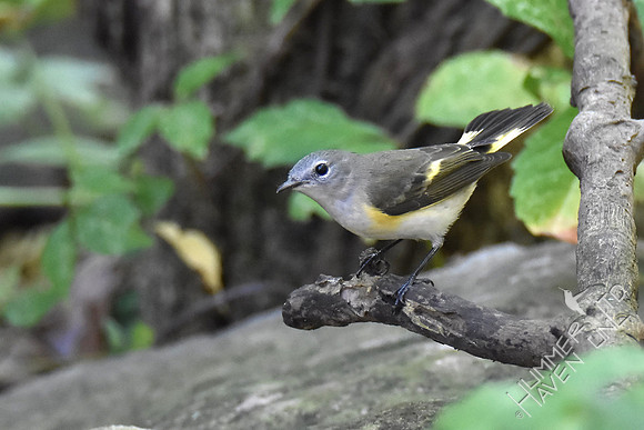 American Redstart 9-6-17