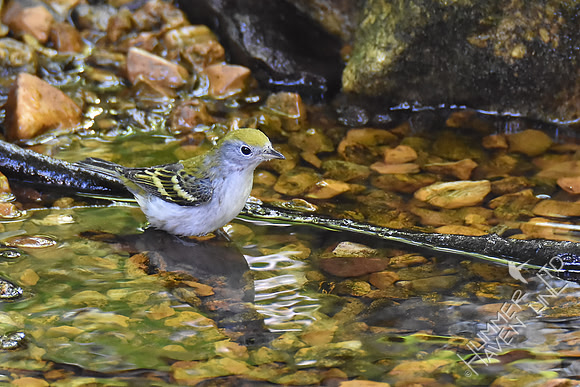 Chestnut-sided Warbler 9-6-17