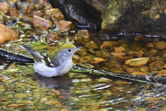 Chestnut-sided Warbler 9-6-17