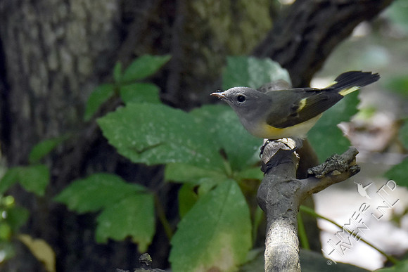 American Redstart 9-6-17