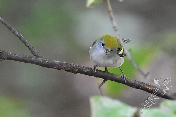 Chestnut-sided Warbler 9-6-17