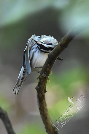 Black and White Warbler 9-6-17