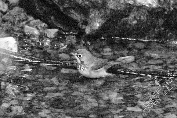 Canada Warbler 9-5-17 at 7:06 am