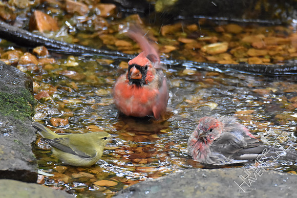 Tennessee Warbler, Northern Cardinal and House Finch  9-6-17