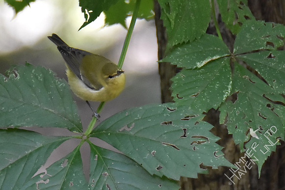 Tennessee Warbler on Virginia creeper (Parthenocissus quinquefolia)  9-6-17