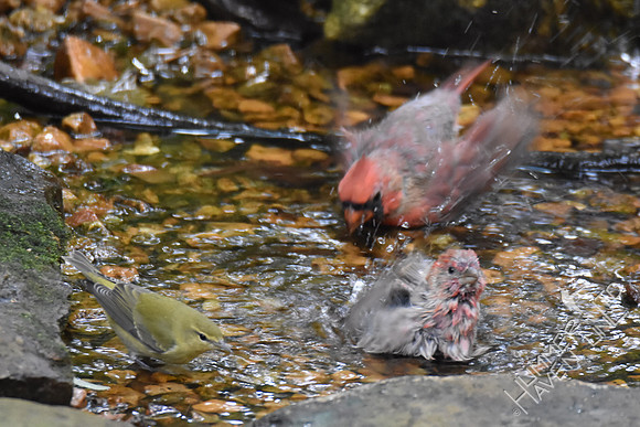 Tennessee Warbler, Northern Cardinal and House Finch  9-6-17