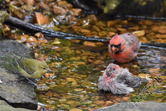 Tennessee Warbler, Northern Cardinal and House Finch  9-6-17