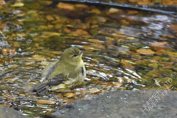 Tennessee Warbler  9-6-17