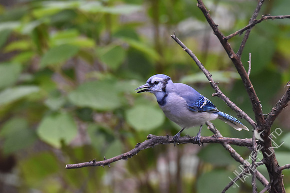 Blue Jay in cedar  9-6-17