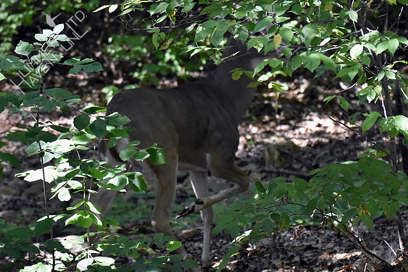 White-tailed Three -legged buck 9-8-17