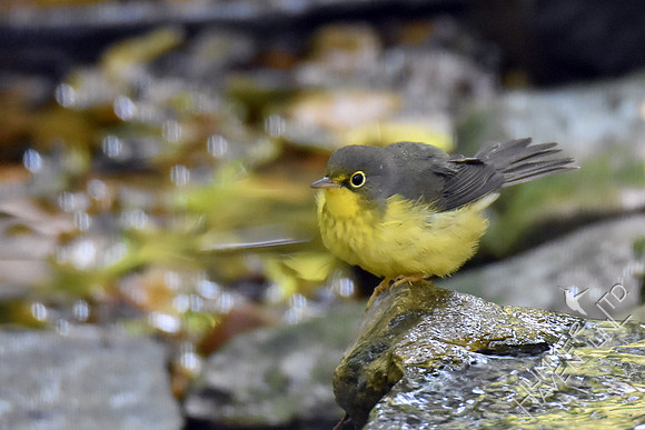 Canada Warbler female 9-8-17