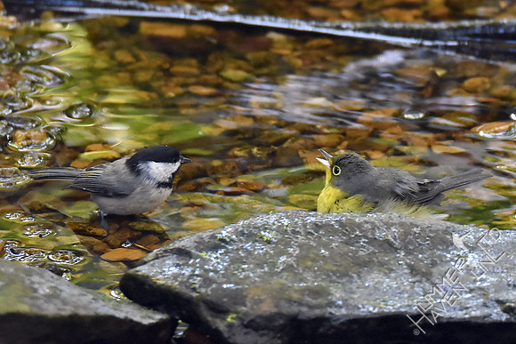 Carolina Chickadee and Canada Warbler female 9-8-17