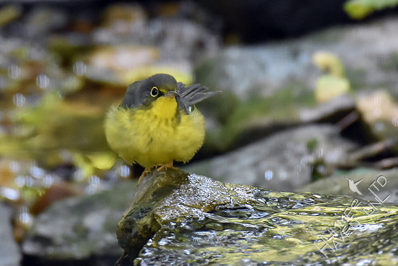 Canada Warbler female 9-8-17