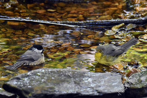 Carolina Chickadee and Canada Warbler female 9-8-17