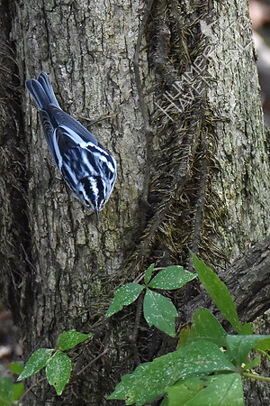 Black and White Warbler female 9-8-17