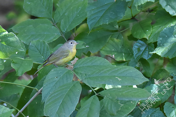 Nashville Warbler on Green Ash (Fraxinus pennsylvania) 9-8-17