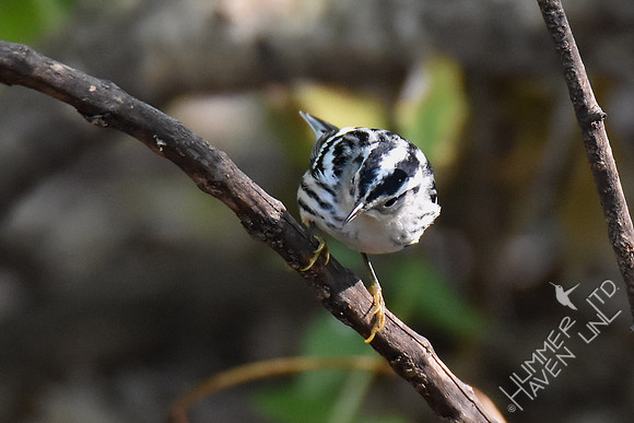 Black and White Warbler female 9-8-17