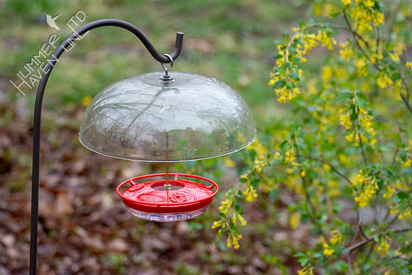 4-12-22 Hummingbird feeder up and ready!