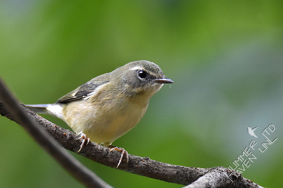 Black-throated Blue female 9-13-17