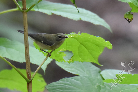 Black-throated Blue female 9-13-17