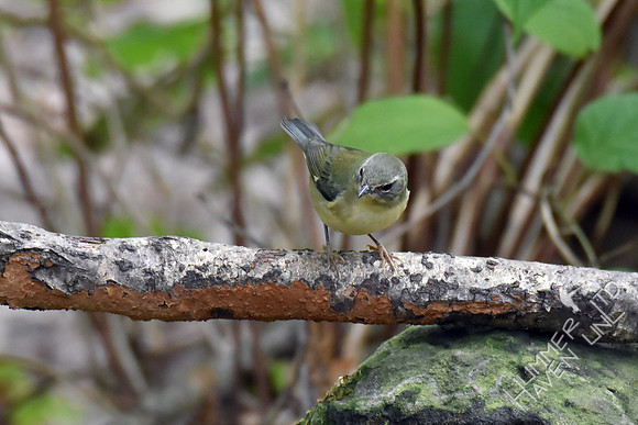 Black-throated Blue female 9-13-17