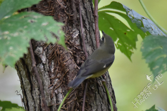 Black-throated Blue female 9-13-17