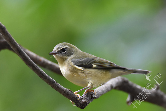 Black-throated Blue female 9-13-17