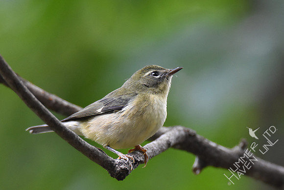 Black-throated Blue female 9-13-17