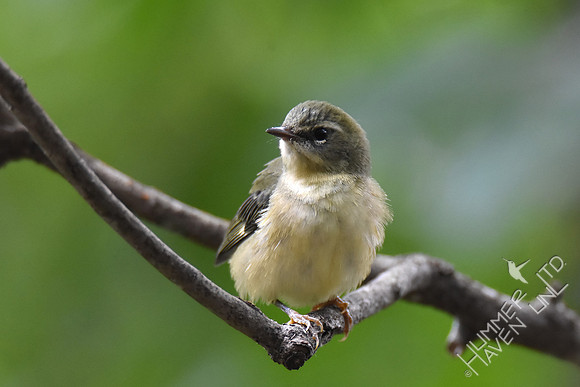 Black-throated Blue female 9-13-17