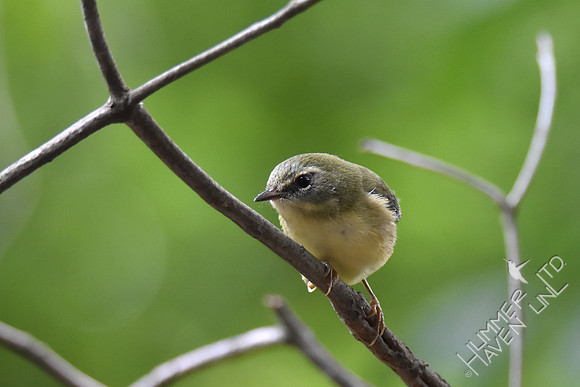 Black-throated Blue female 9-13-17