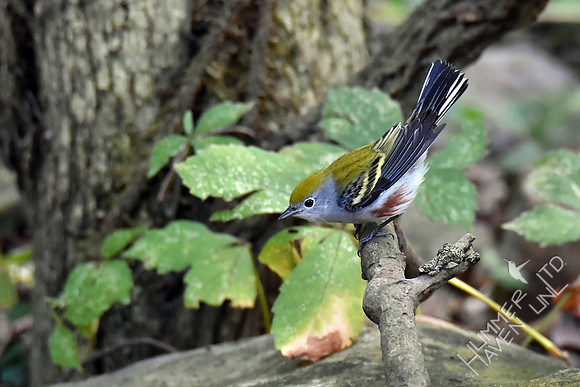 Chestnut-sided Warbler 9-13-17
