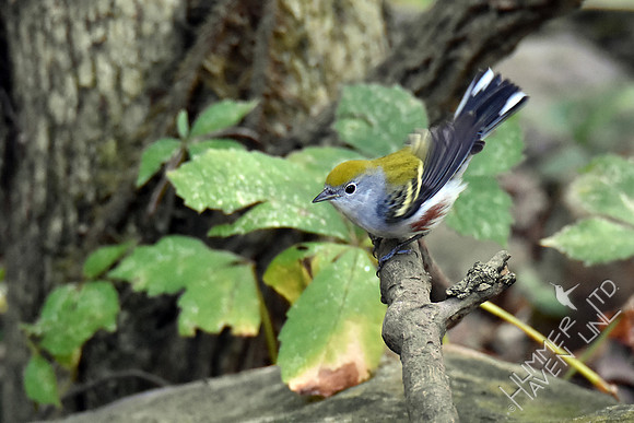Chestnut-sided Warbler 9-13-17