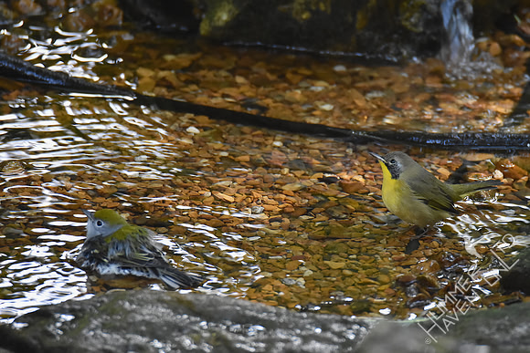 Chestnut-sided Warbler and Common Yellowthroat 1st Fall male 9-13-17