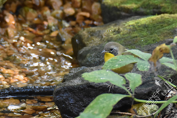 Common Yellowthroat 1st Fall male 9-13-17