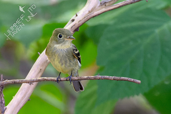 9-1-23 Yellow-bellied Flycatcher