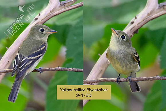 9-1-23 Yellow-bellied Flycatcher composite