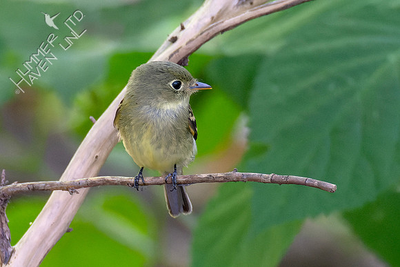 9-1-23 Yellow-bellied Flycatcher