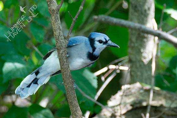 9-1-23 Blue Jay