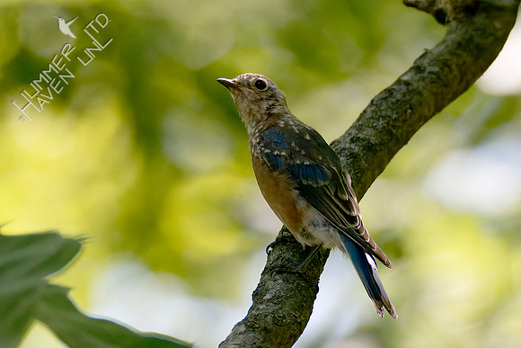 9-2-23 Eastern Bluebird, immature