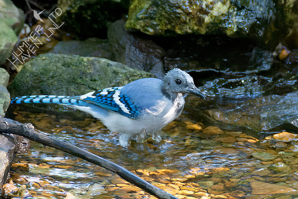 9-1-23 Blue Jay, molting