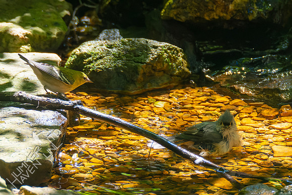 9-2-23 Bay-breasted Warbler follows Tufted Titmouse
