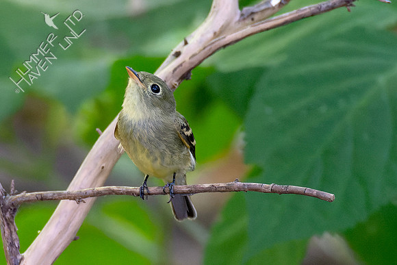 9-1-23 Yellow-bellied Flycatcher