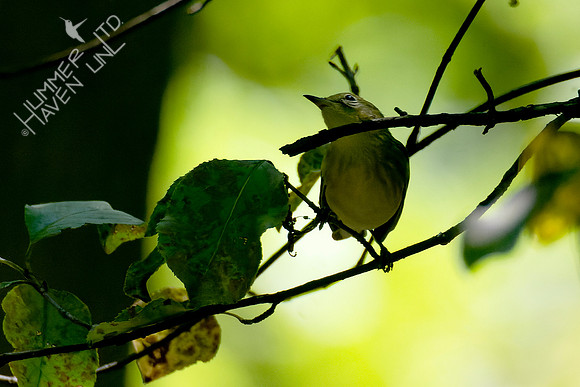 9-2-23 Bay-breasted Warbler