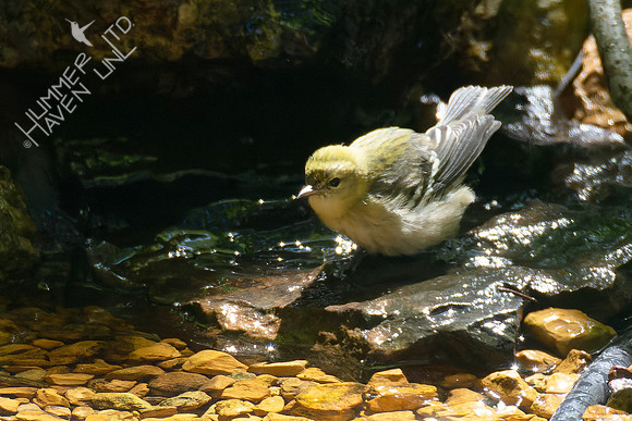 9-2-23 Bay-breasted Warbler